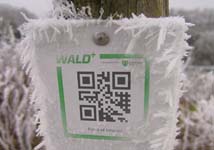 QR Codes im Wald